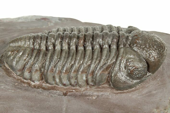 Glassy Austerops Trilobite - Jorf, Morocco #328585
